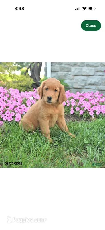Effa – Golden Retriever, Irish Setter puppy for sale in 