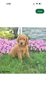 Effa, a female Golden Retriever and Irish Setter for sale in ,  – 1 of 5