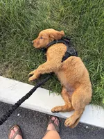 Effa, a female Golden Retriever and Irish Setter for sale in ,  – 5 of 5