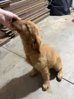 Effa, a female Golden Retriever and Irish Setter for sale in ,  – 3 of 5