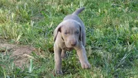 PINKY BOY/ELENA, a male Weimaraner for sale in Las Vegas, NV – 3 of 10