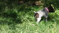 Pinky Girl/Sparta, a female German Shorthaired Pointer for sale in Las Vegas, NV – 6 of 10