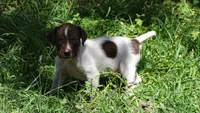 Purple Boy/Sparta, a male German Shorthaired Pointer for sale in Las Vegas, NV – 3 of 10