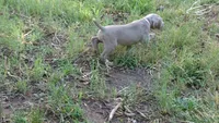 GREEN BOY/ELENA, a male Weimaraner for sale in Las Vegas, NV – 7 of 8