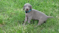 BLUE BOY/Ivanka, a female Weimaraner for sale in Las Vegas, NV – 9 of 10