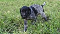 Black Boy/Dakota, a male German Shorthaired Pointer for sale in Las Vegas, NV – 5 of 10