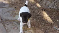 Yellow Girl/Sparta, a female German Shorthaired Pointer for sale in Las Vegas, NV – 10 of 10