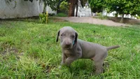 BLUE BOY/Ivanka, a female Weimaraner for sale in Las Vegas, NV – 8 of 10