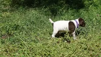 Purple Boy/Sparta, a male German Shorthaired Pointer for sale in Las Vegas, NV – 10 of 10