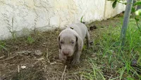 $500 SPECIAL DISCOUNT! YELLOW  BOY/Ivanka, a male Weimaraner for sale in Las Vegas, NV – 3 of 10