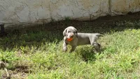 $500 SPECIAL DISCOUNT! ORANGE GIRL/Ivanka, a male Weimaraner for sale in Las Vegas, NV – 4 of 10