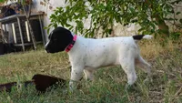 PINKY GIRL/PENELOPE, a female German Shorthaired Pointer for sale in Las Vegas, NV – Photo 8 of 10