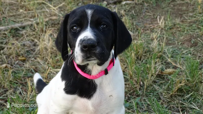 PINKY GIRL/PENELOPE, a female German Shorthaired Pointer for sale in Las Vegas, NV – Photo 1 of 10