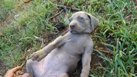 BLUE BOY/ELENA, a male Weimaraner for sale in Las Vegas, NV – 6 of 9