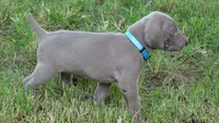 BLUE BOY/Ivanka, a female Weimaraner for sale in Las Vegas, NV – 6 of 10