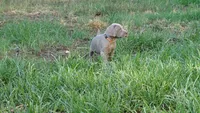 PURPLE BOY/ELENA, a male Weimaraner for sale in Las Vegas, NV – 4 of 9