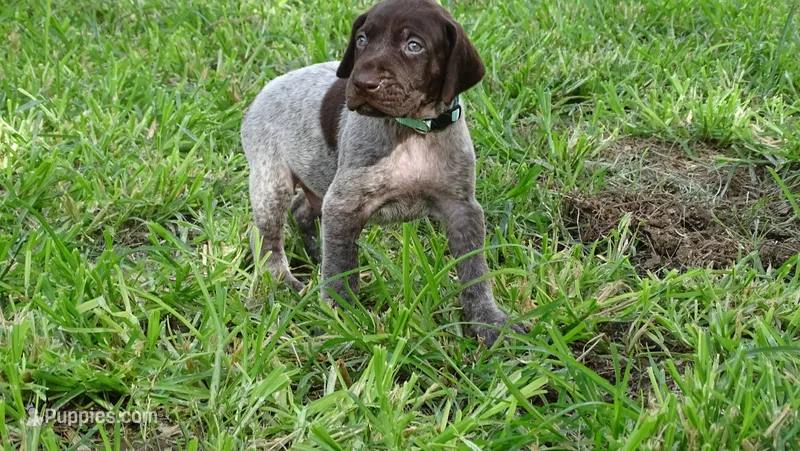 BLUE BOY/DAKOTA,DOB:07/26/26 – German Shorthaired Pointer puppy for sale in Las Vegas, NV