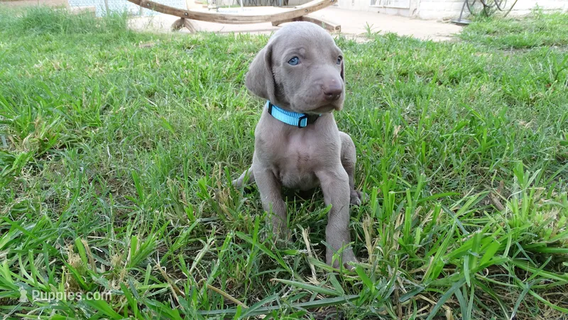 BLUE BOY/Ivanka – Weimaraner puppy for sale in Las Vegas, NV