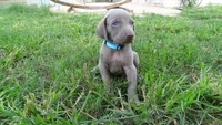 BLUE BOY/Ivanka, a female Weimaraner for sale in Las Vegas, NV – 1 of 10
