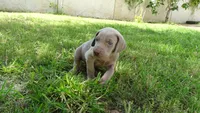 $500 SPECIAL DISCOUNT! YELLOW  BOY/Ivanka, a male Weimaraner for sale in Las Vegas, NV – 7 of 10