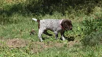 Pinky Girl/Sparta, a female German Shorthaired Pointer for sale in Las Vegas, NV – 10 of 10