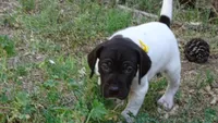 Yellow Girl/Sparta, a female German Shorthaired Pointer for sale in Las Vegas, NV – 8 of 10