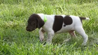 GREEN BOY/DAKOTA,DOB:07/26/26, a male German Shorthaired Pointer for sale in Las Vegas, NV – 2 of 10