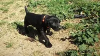 Orange Boy/Cleopatra, a male German Shorthaired Pointer and Weimaraner for sale in Las Vegas, NV – 10 of 10