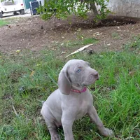 YELLOW GIRL/Ivanka, a female Weimaraner for sale in Las Vegas, NV – Photo 6 of 10