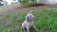 YELLOW GIRL/Ivanka, a female Weimaraner for sale in Las Vegas, NV – Photo 6 of 10
