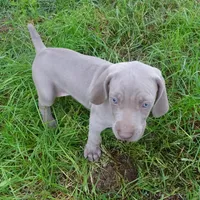YELLOW GIRL/Ivanka, a female Weimaraner for sale in Las Vegas, NV – Photo 9 of 10