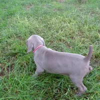 YELLOW GIRL/Ivanka, a female Weimaraner for sale in Las Vegas, NV – Photo 2 of 10