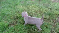 YELLOW GIRL/Ivanka, a female Weimaraner for sale in Las Vegas, NV – Photo 2 of 10