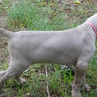 YELLOW GIRL/Ivanka, a female Weimaraner for sale in Las Vegas, NV – Photo 3 of 10