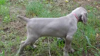 YELLOW GIRL/Ivanka, a female Weimaraner for sale in Las Vegas, NV – Photo 3 of 10