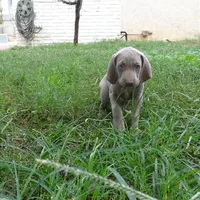 YELLOW GIRL/Ivanka, a female Weimaraner for sale in Las Vegas, NV – Photo 5 of 10