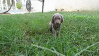 YELLOW GIRL/Ivanka, a female Weimaraner for sale in Las Vegas, NV – Photo 5 of 10