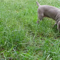 YELLOW GIRL/Ivanka, a female Weimaraner for sale in Las Vegas, NV – Photo 10 of 10