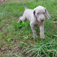 YELLOW GIRL/Ivanka, a female Weimaraner for sale in Las Vegas, NV – Photo 7 of 10