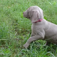 YELLOW GIRL/Ivanka, a female Weimaraner for sale in Las Vegas, NV – Photo 4 of 10