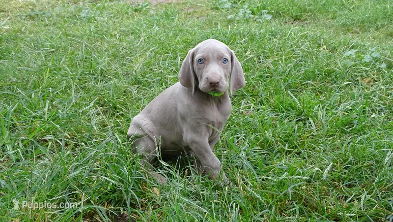 YELLOW GIRL/Ivanka, a female Weimaraner for sale in Las Vegas, NV – Photo 1 of 10