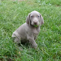 YELLOW GIRL/Ivanka, a female Weimaraner for sale in Las Vegas, NV – Photo 1 of 10