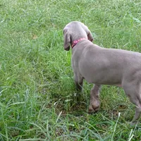 YELLOW GIRL/Ivanka, a female Weimaraner for sale in Las Vegas, NV – Photo 8 of 10