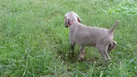 YELLOW GIRL/Ivanka, a female Weimaraner for sale in Las Vegas, NV – Photo 8 of 10