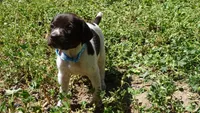 Blue Girl/Sparta, a female German Shorthaired Pointer for sale in Las Vegas, NV – 9 of 10