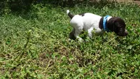 Blue Girl/Sparta, a female German Shorthaired Pointer for sale in Las Vegas, NV – 4 of 10