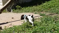 Blue Girl/Sparta, a female German Shorthaired Pointer for sale in Las Vegas, NV – 2 of 10
