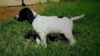 BLUE BOY/DAKOTA, a male German Shorthaired Pointer for sale in Las Vegas, NV – Photo 4 of 10