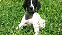 BLUE BOY/DAKOTA, a male German Shorthaired Pointer for sale in Las Vegas, NV – Photo 5 of 10