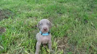 BLUE BOY/Ivanka, a female Weimaraner for sale in Las Vegas, NV – 5 of 10